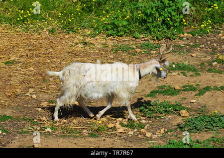 Girgentana (Capra aegagrus hircus) Foto Stock