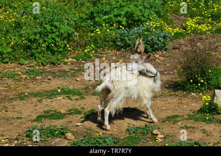 Girgentana (Capra aegagrus hircus) Foto Stock