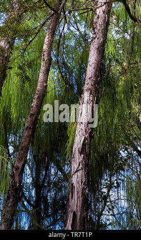 Una passeggiata attraverso la foresta al fiume Pelorus, nella regione di Marlborough di Nuova Zelanda Foto Stock