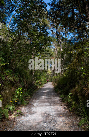 Una passeggiata attraverso la foresta al fiume Pelorus, nella regione di Marlborough di Nuova Zelanda Foto Stock