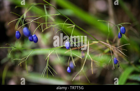 Una passeggiata attraverso la foresta al fiume Pelorus, nella regione di Marlborough di Nuova Zelanda Foto Stock