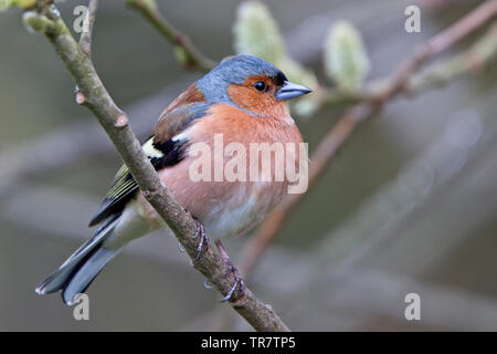 (Fringuello Fringilla coelebs), appollaiato in un albero, Quantock Hills, Somerset, Inghilterra, Regno Unito. Foto Stock