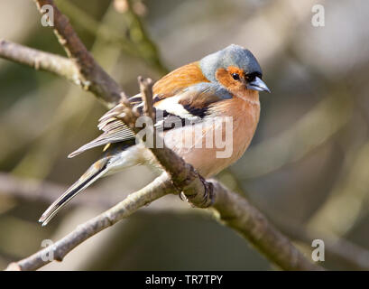 (Fringuello Fringilla coelebs), appollaiato in un albero, Quantock Hills, Somerset, Inghilterra, Regno Unito. Foto Stock