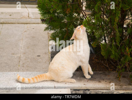 Tabby cat sfregamento contro le foglie di bush. Foto Stock