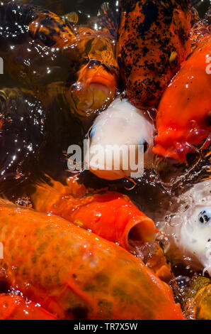 Carpe colorate di nuoto nel tradizionale giapponese Koi Pond di Lehigh, Utah Foto Stock