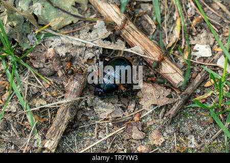 Macro close up di diverse formiche di legno (formica) trasportare un morto dor dung beetle (anoplotrupes stercorosus) Foto Stock
