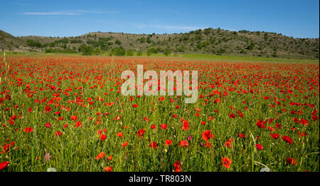 Campo di papavero nella regione Ardeche in Francia Foto Stock