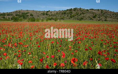 Campo di papavero nella regione Ardeche in Francia Foto Stock