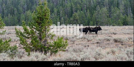 Alci (giovani feste di addio al celibato e una mucca) pascolare nel Parco Nazionale di Grand Teton negli Stati Uniti Stato del Wyoming Foto Stock