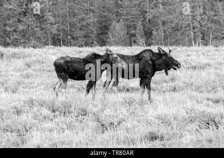 Alci (giovani feste di addio al celibato e una mucca) pascolare nel Parco Nazionale di Grand Teton negli Stati Uniti Stato del Wyoming Foto Stock