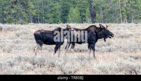 Alci (giovani feste di addio al celibato e una mucca) pascolare nel Parco Nazionale di Grand Teton negli Stati Uniti Stato del Wyoming Foto Stock