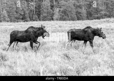 Alci (giovani feste di addio al celibato e una mucca) pascolare nel Parco Nazionale di Grand Teton negli Stati Uniti Stato del Wyoming Foto Stock