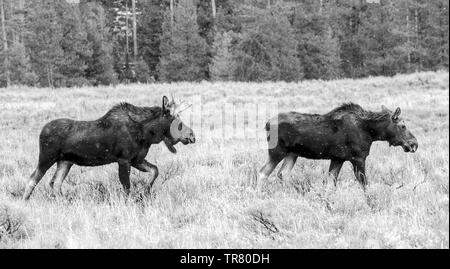 Alci (giovani feste di addio al celibato e una mucca) pascolare nel Parco Nazionale di Grand Teton negli Stati Uniti Stato del Wyoming Foto Stock