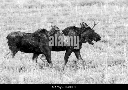 Alci (giovani feste di addio al celibato e una mucca) pascolare nel Parco Nazionale di Grand Teton negli Stati Uniti Stato del Wyoming Foto Stock