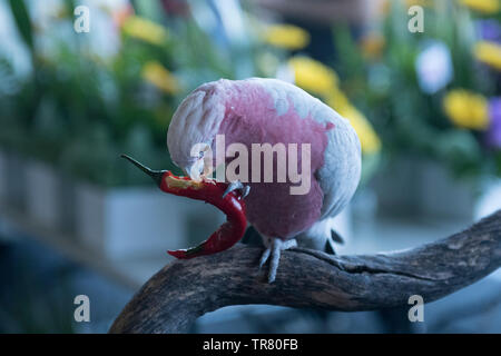 Un salvato rosa e grigio Galah (Eolophus roseicapilla), un uccello Australiano, mangiare semi da un peperoncino. Foto Stock