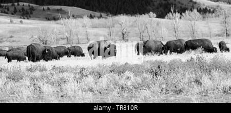 Il maestoso pascolo americano del bisonte sul campo aperto nel Grand Teton National Park nello stato americano del Wyoming Foto Stock