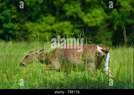 Un cervo lambisce in un prato di piante alte, una delle tante scene della fauna selvatica in Cades Cove Valley in Tennessee Smoky Mountains. Foto Stock