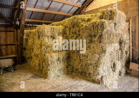 Pile di fieno asciutto in un granaio. Foto Stock