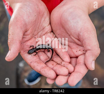 Un liscio newt dolcemente detenute da due mani Foto Stock