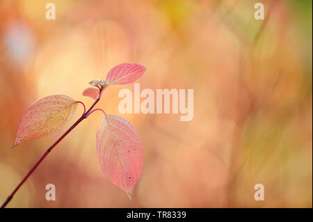 Siberian sanguinello (Cornus alba) le foglie in autunno i colori. Messa a fuoco selettiva e profondità di campo. Foto Stock