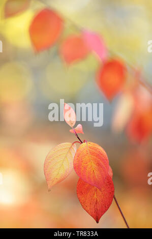 Siberian sanguinello (Cornus alba) le foglie in autunno i colori. Messa a fuoco selettiva e profondità di campo. Foto Stock