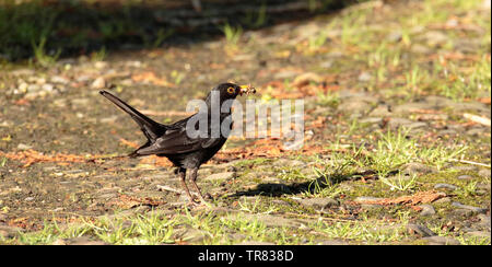 Merlo maschio con un beakful delle larve Foto Stock