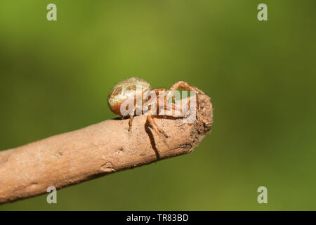 Un ragno granchio, Thomisidae, appollaiate su un ramo in corrispondenza del bordo del bosco. Foto Stock