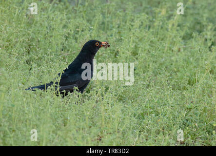 Merlo maschio con un beakful delle larve Foto Stock