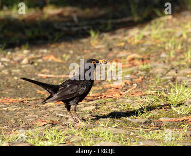 Merlo maschio con un beakful delle larve Foto Stock