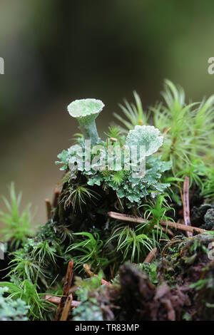 Cladonia pleurota, noto come grigio cup lichen o rosso a frutto grosso bicchiere pixie licheni e muschi Dicranum Foto Stock