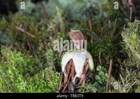 Geastrum quadrifidum, comunemente noto come radiati earthstar o quattro-footed earthstar Foto Stock