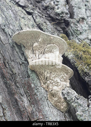 Daedalea quercina, noto come la quercia mazegill o labirinto-gill fungo Foto Stock