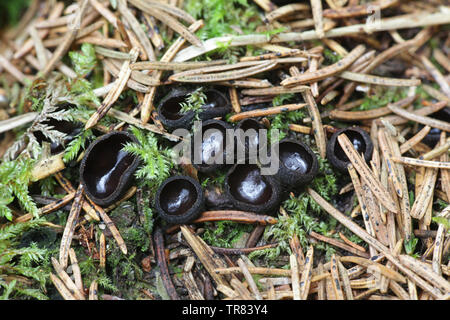 Pseudoplectania nigrella, comunemente noto come l'ebano cup, il nero plectania false o pelose Tazza nera Foto Stock