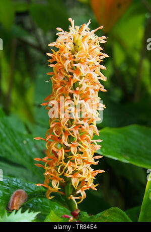Grande fiore di arancia punte della Hedychium Densiflorum "Assam arancione" (Zingiberaceae) altrimenti noto come il giglio di zenzero. Foto Stock