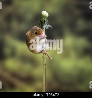 Harvest Mouse su tarassaco orologio (Micromys minutus) Foto Stock
