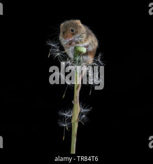 Harvest Mouse su tarassaco orologio (Micromys minutus) Foto Stock