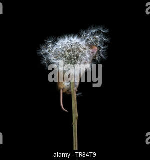 Harvest Mouse su tarassaco orologio (Micromys minutus) Foto Stock