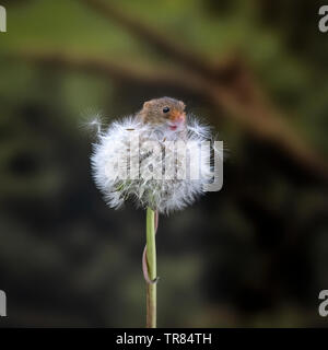 Harvest Mouse su tarassaco orologio (Micromys minutus) Foto Stock