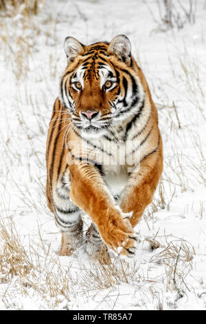 La tigre siberiana è il più grande dei gatti grandi e possono pesare fino a 670 libbre. Nel selvaggio il loro peso è di solito tanto quanto 500 libbre. Foto Stock