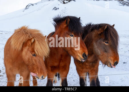 Cavalli islandesi in piedi nella neve durante l'inverno in Islanda. Foto Stock