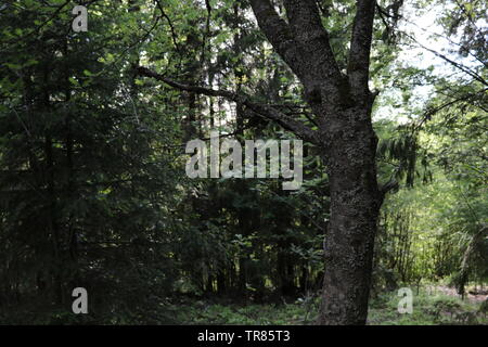 Una curva tronco di albero in una foresta di abeti rossi. Foto Stock