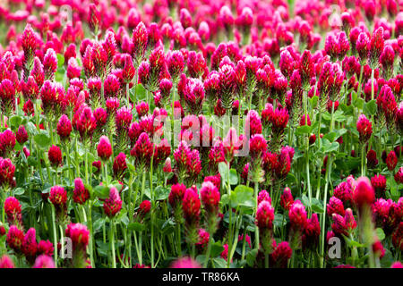 Campo di fioritura cremisi di trifoglio rosso (Trifolium incarnatum) paesaggio rurale. Foto Stock