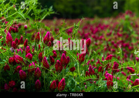 Campo di fioritura cremisi di trifoglio rosso (Trifolium incarnatum) paesaggio rurale. Foto Stock