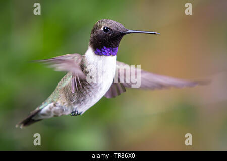 Black-Chinned Hummingbird in bilico Foto Stock