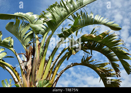 Frond e foglie di un albero di banana contro un cielo blu con nuvole Foto Stock