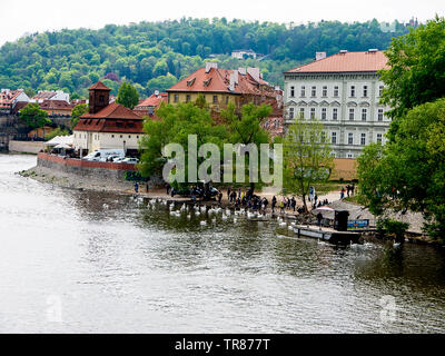 Cigni sulle rive del fiume Vltava nella capitale ceca di Praga Foto Stock