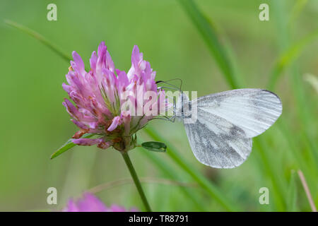 Legno bianco (farfalla Leptidea sinapis) nectaring sul rosso (rosa) di trifoglio rosso (Trifolium pratense) in legno quercino, Surrey, Regno Unito, durante il mese di maggio Foto Stock