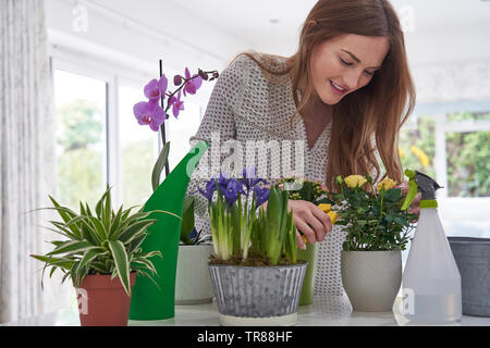 Giovane Donna Rosa potatura Houseplant con Secateurs a casa Foto Stock