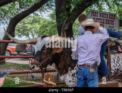 Fort Worth, Texas - 24 Maggio 2019: Stockyards Station long horn bovini per l'equitazione e le immagini. Foto Stock