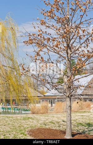 Salice piangente e palude quercia bianca con il Boathouse presso San Louis Forest Park in background. Foto Stock